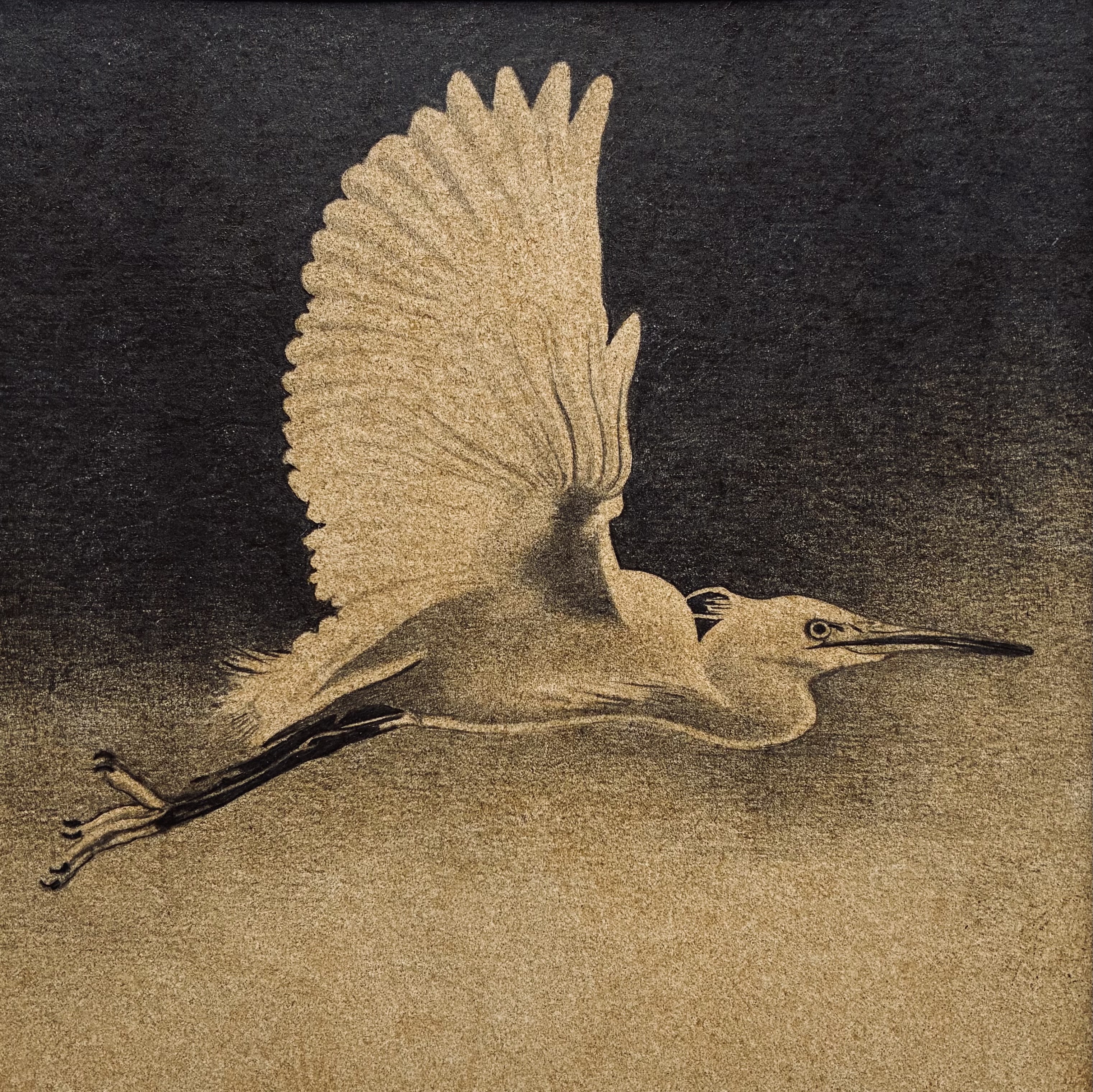Aigrette garzette 3
